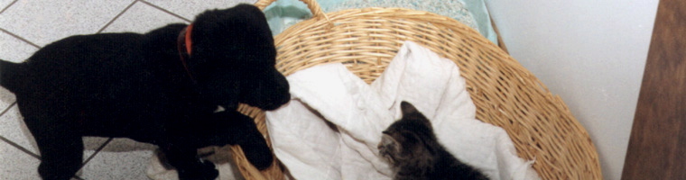 Header Banner